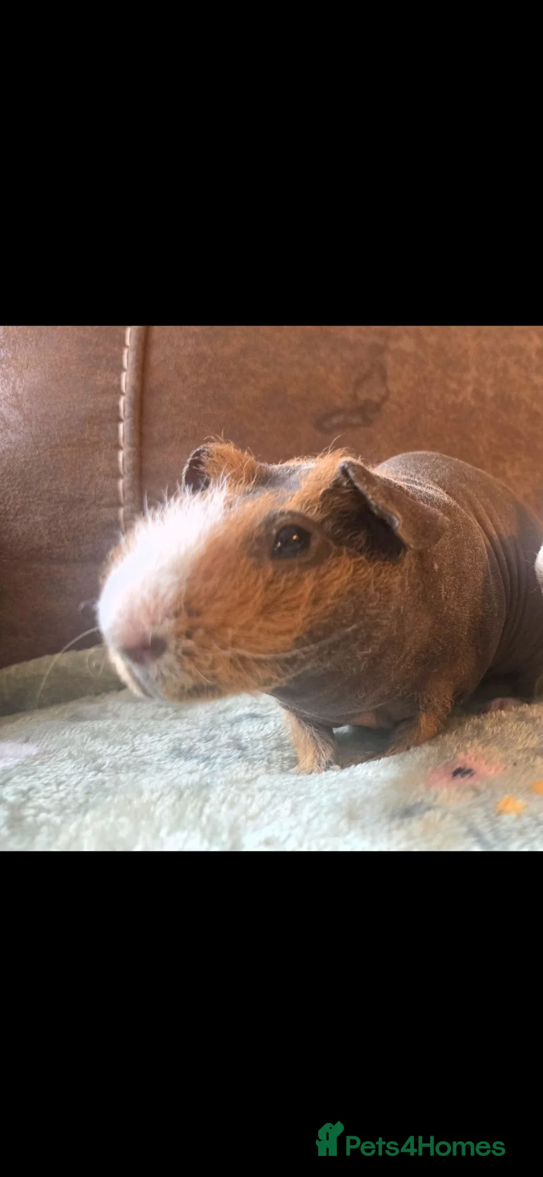 Guinea Pig rodents for sale: Male ginger brown skinny pig  - Advert 1