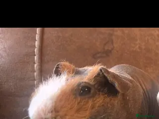 Guinea Pig rodents Male ginger brown skinny pig - Advert 9