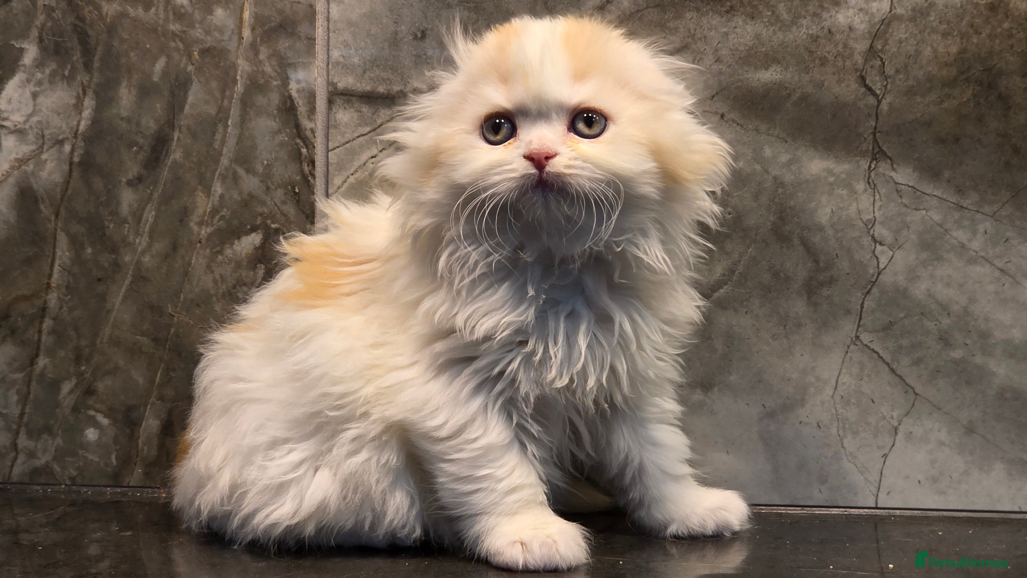 Scottish Fold cats Five wee Wonders seeking mum or dad - Advert 8