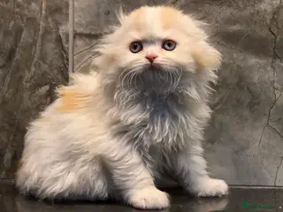 Scottish Fold cats Five wee Wonders seeking mum or dad - Advert 8