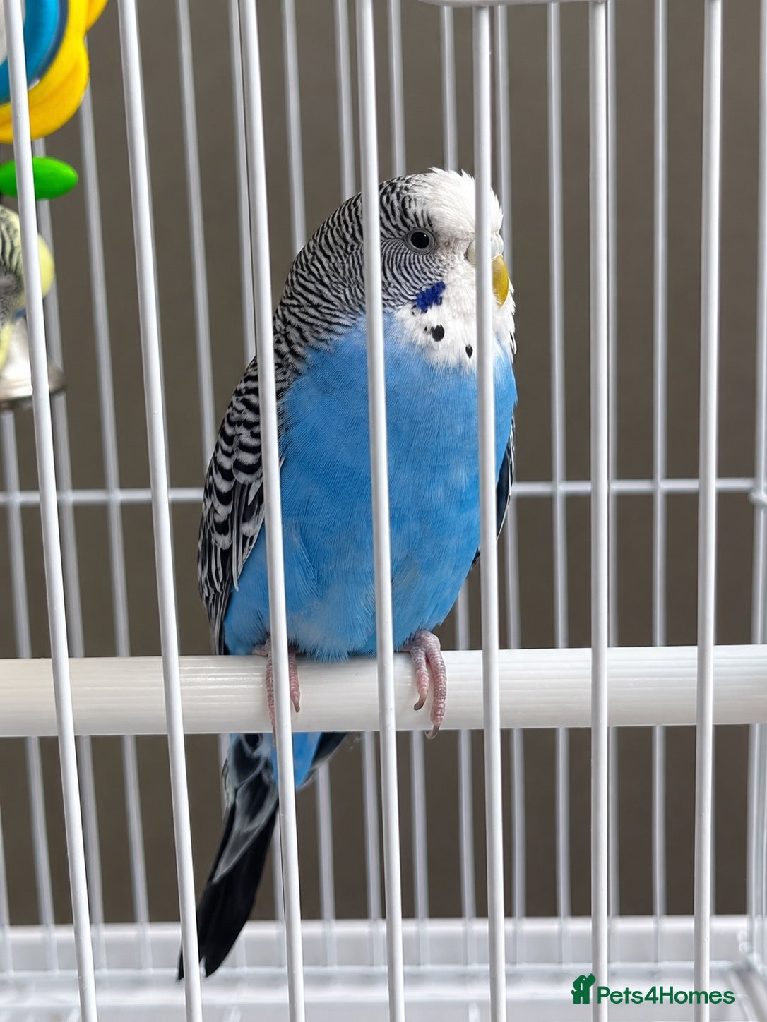 Budgerigars birds Pair of Budgies with Cage, Food & Toys - Advert 2