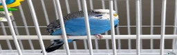 Budgerigars birds for sale: Pair of Budgies with Cage, Food & Toys in Smethwick - Advert 2