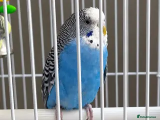 Budgerigars birds Pair of Budgies with Cage, Food & Toys - Advert 2
