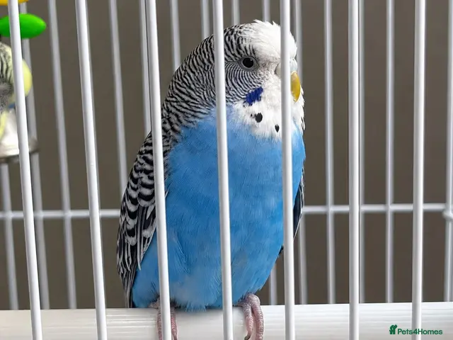 Budgerigars birds Pair of Budgies with Cage, Food & Toys - Advert 2