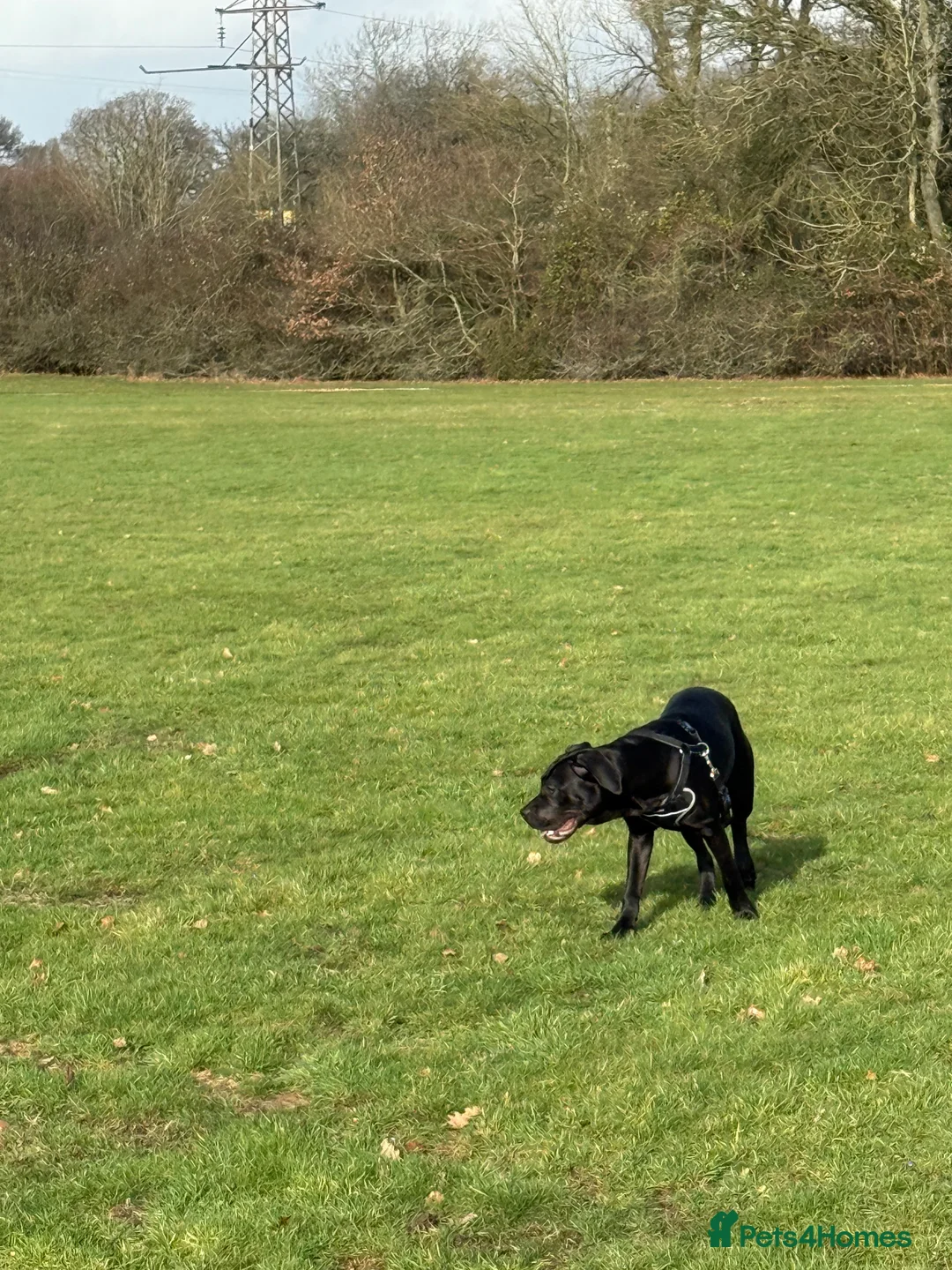 Cane Corso dogs for sale: Nova. - Advert 3