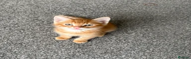 Pale ginger tabby boy Amber eyes 