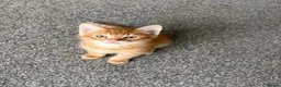 Mixed Breed cats for sale: Mixed breed kittens  - Advert 13