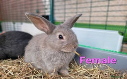 Mini Lop rabbits for sale: Beautiful Mini Lops - READY TO LEAVE - Image 7
