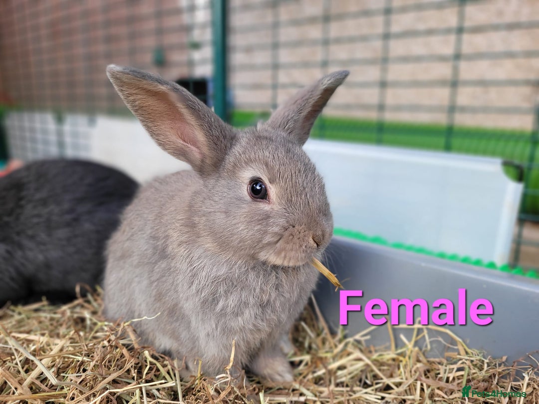 Mini Lop rabbits for sale: Beautiful Mini Lops - READY TO LEAVE - Image 7