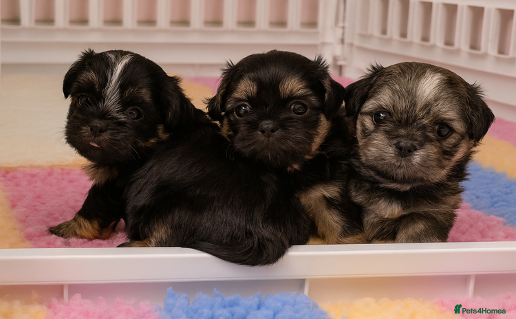 Shih Tzu dogs - Advert 5