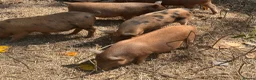 Pig livestock for sale: Kune Kune X Juliana - Advert 5