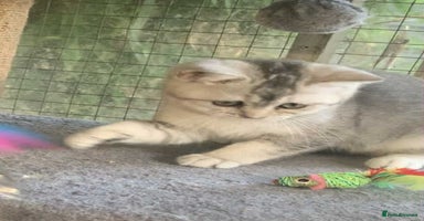 British Shorthair cats - Advert 12