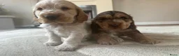 Cocker Spaniel dogs for sale: gorgeous cocker spaniel puppies available  - Advert 2