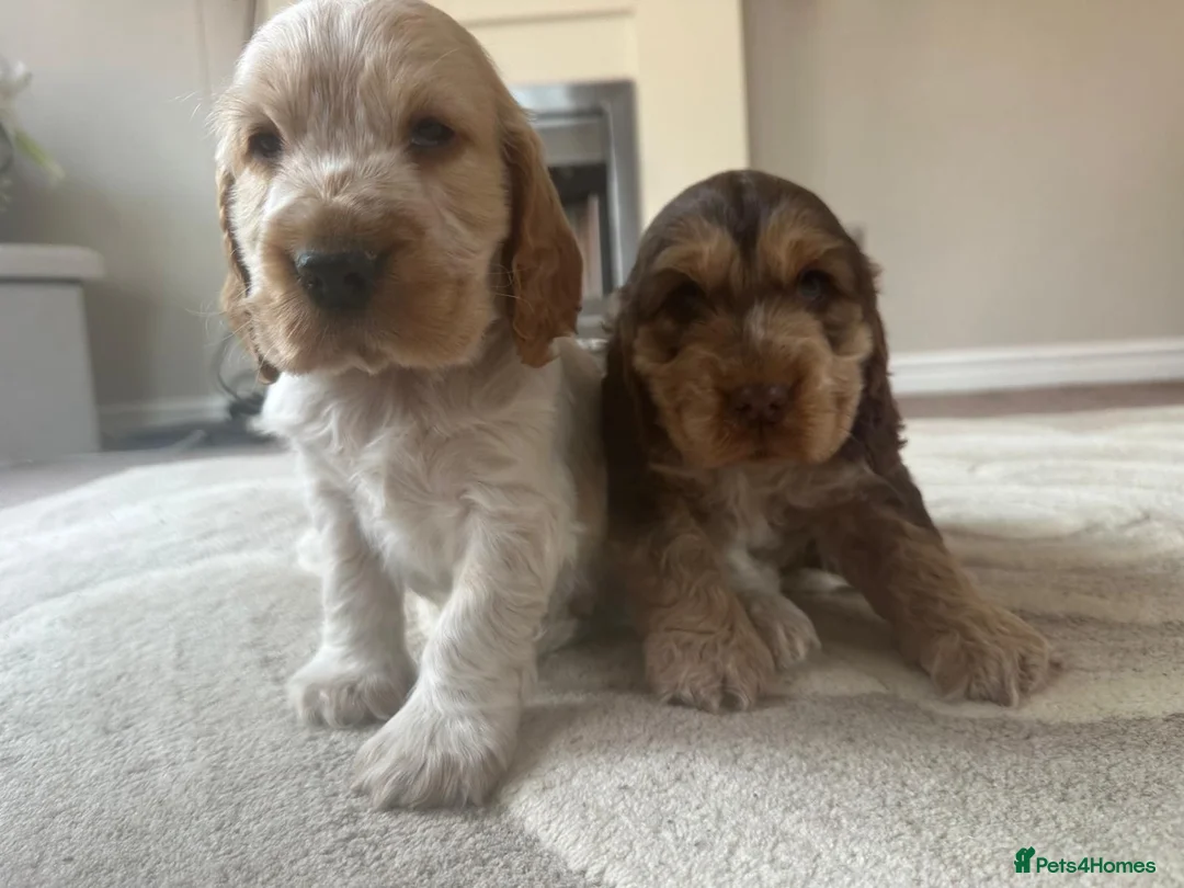 Cocker Spaniel dogs for sale: gorgeous cocker spaniel puppies available  - Advert 2