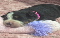 Bernese Mountain Dog dogs for sale: 🐾 Bernese Puppies – Ready Just Before  **   - Image 5