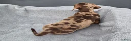 Miniature Dachshund dogs for sale: Gorgeous KC Registered, PRA Clear puppies  in Harlow - Advert 32