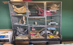 Rat rodents for sale: 4 gorgeous rats for adoption  - Advert 17