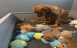 Labrador Retriever dogs for sale: Red Labrador puppies  - Image 4