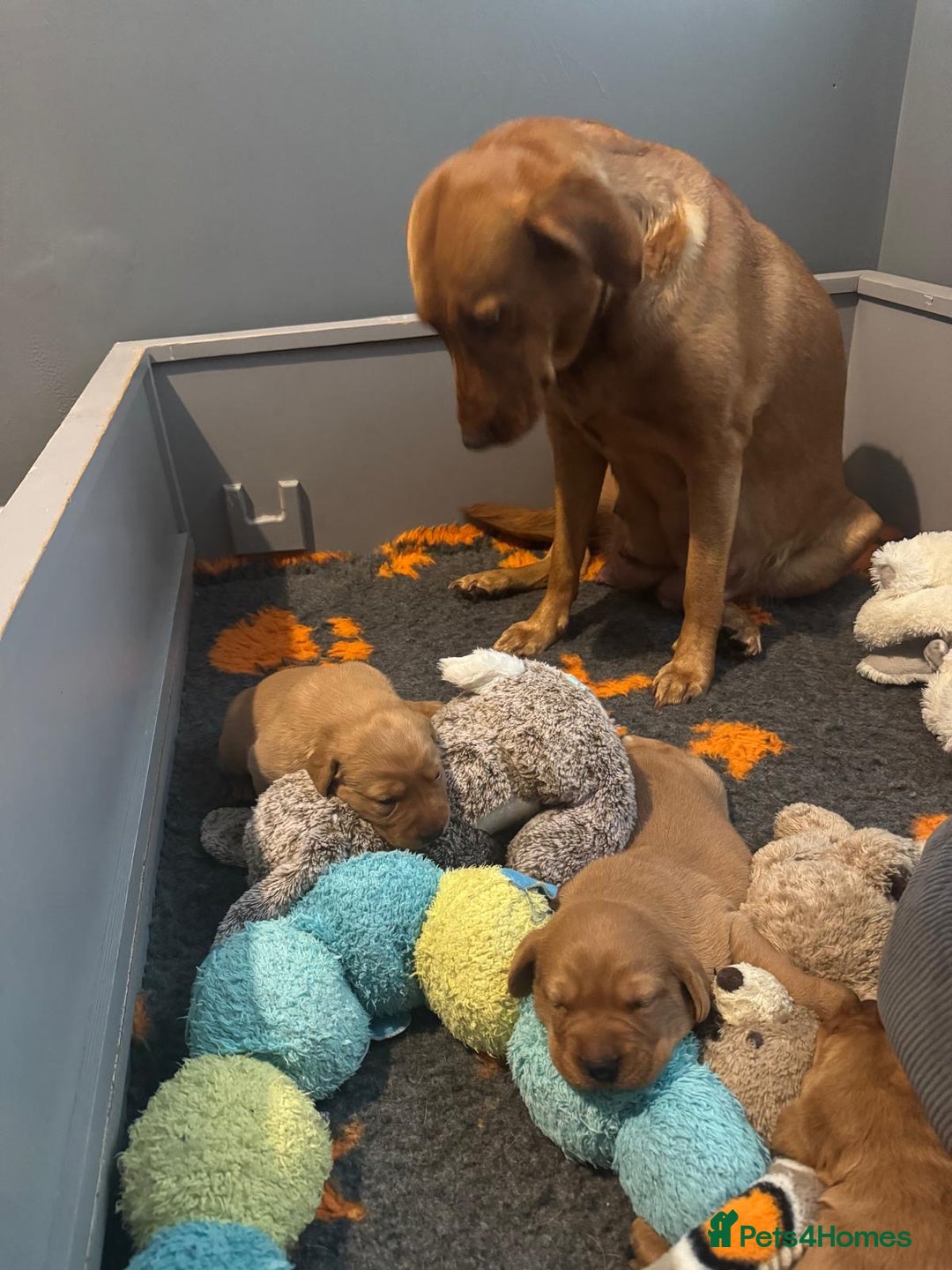 Labrador Retriever dogs for sale: Red Labrador puppies  - Image 4