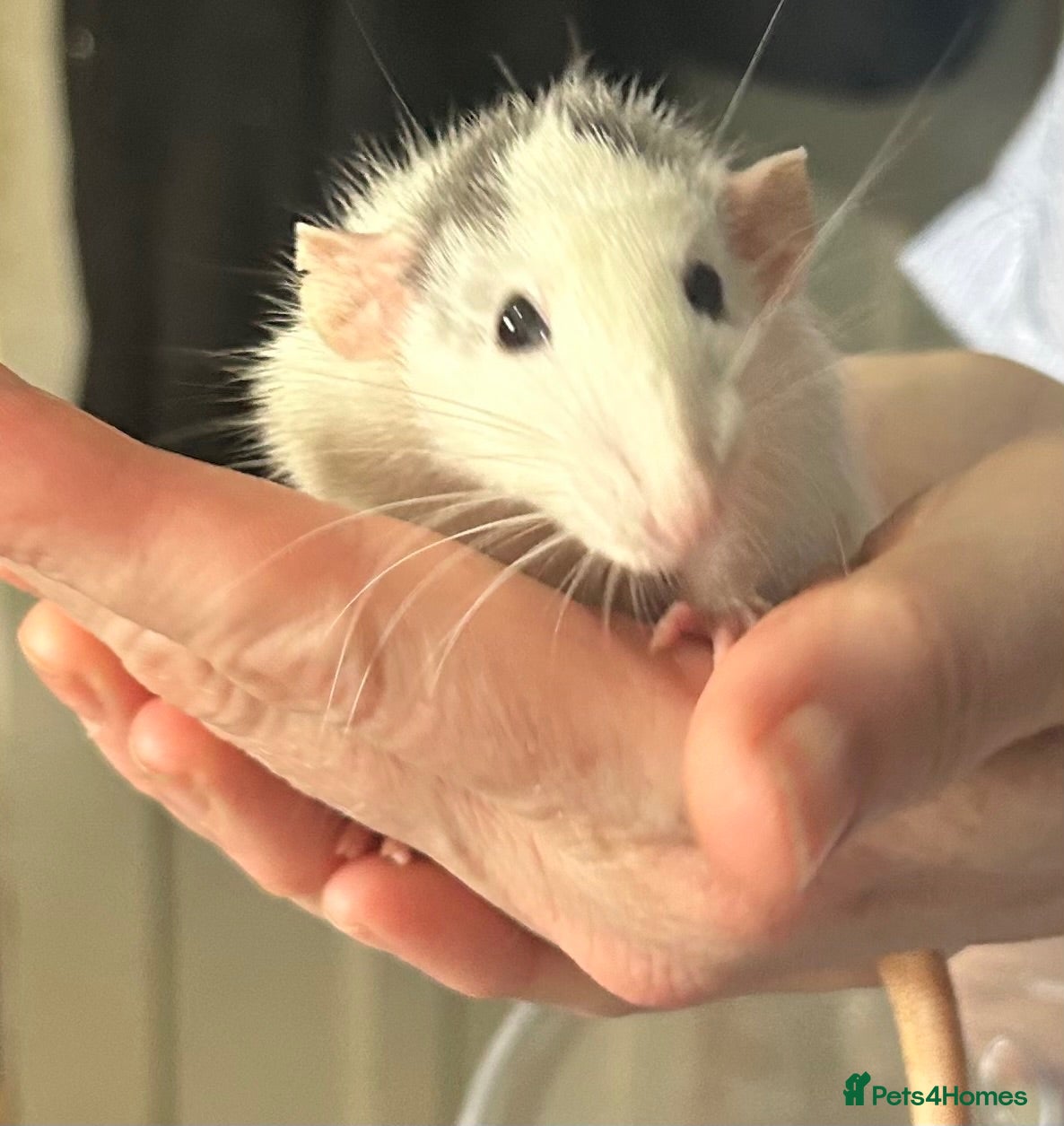 Rat rodents 3 male rats need rehoming together - Advert 2