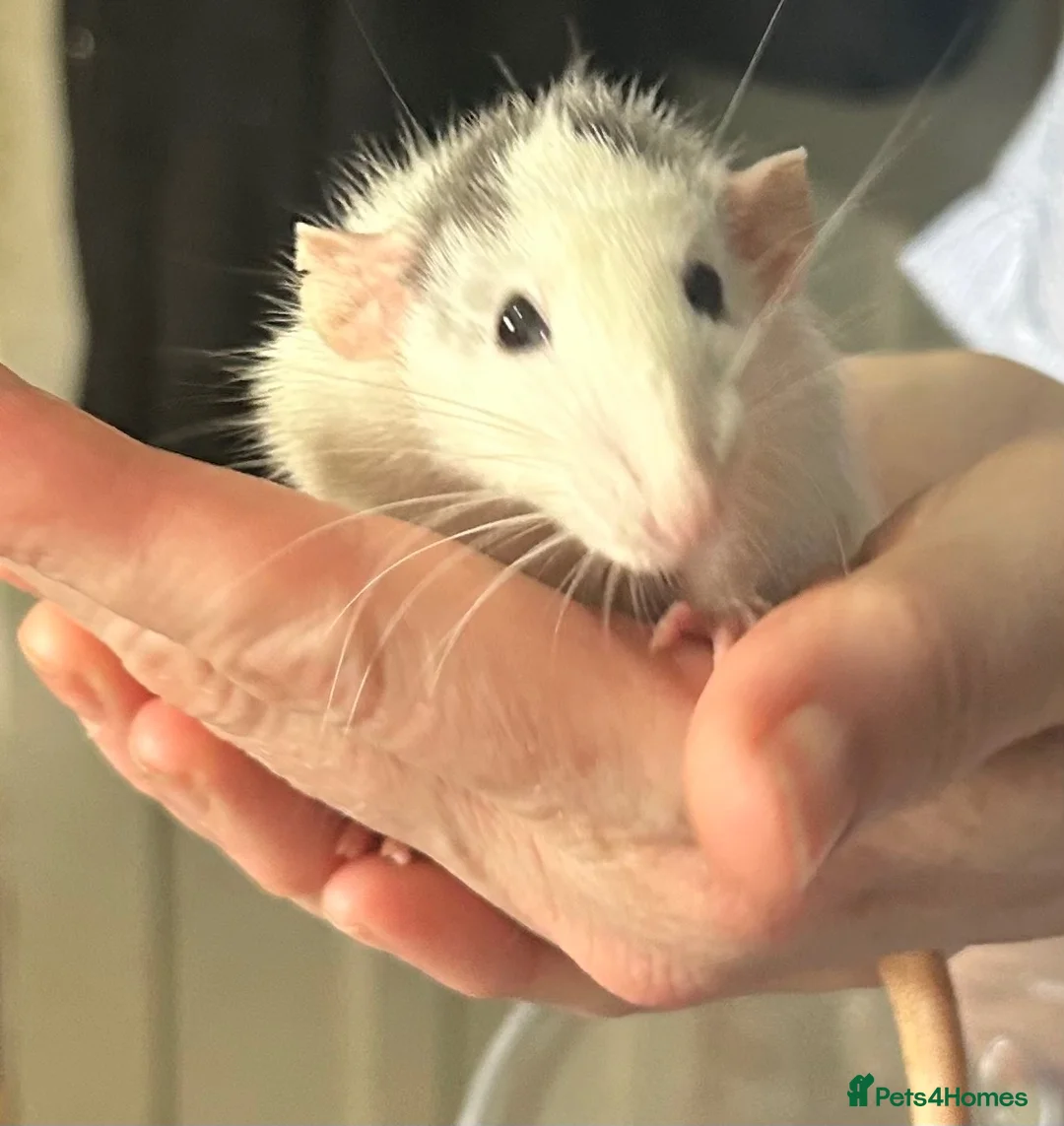 Rat rodents for sale: 3 male rats need rehoming together - Advert 2