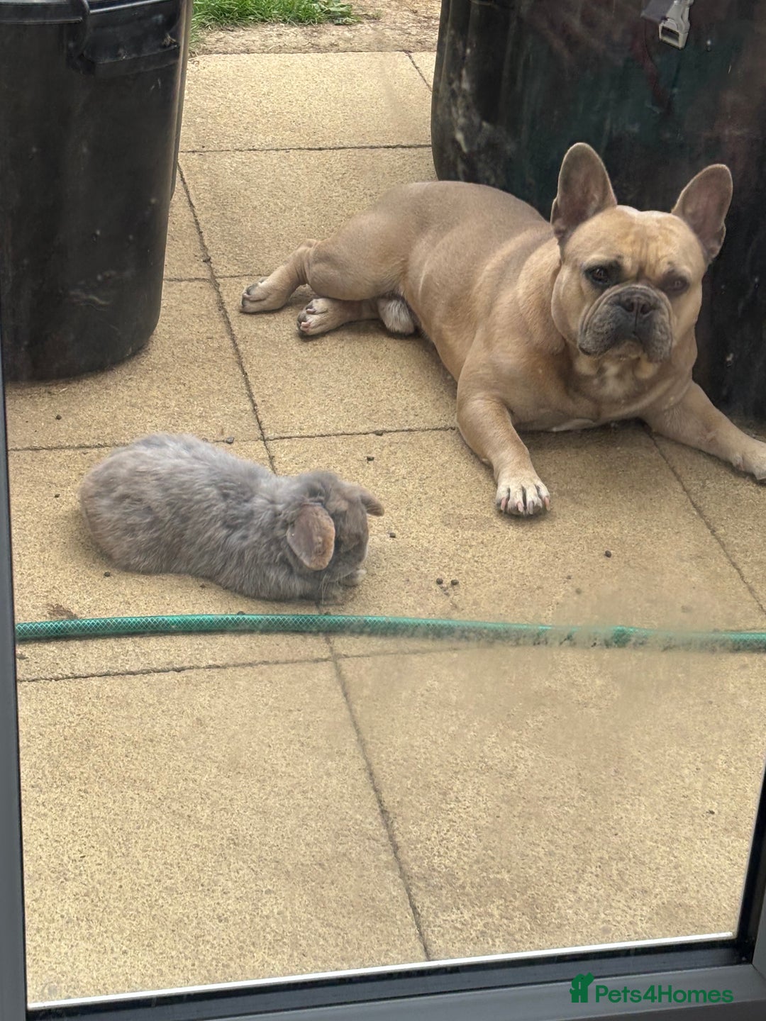 Mini Lop rabbits for sale: Gorgeous Mini Lops  - Image 11
