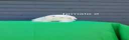 Mini Lop rabbits for sale: Purebred mini lop rabbits  - Advert 11