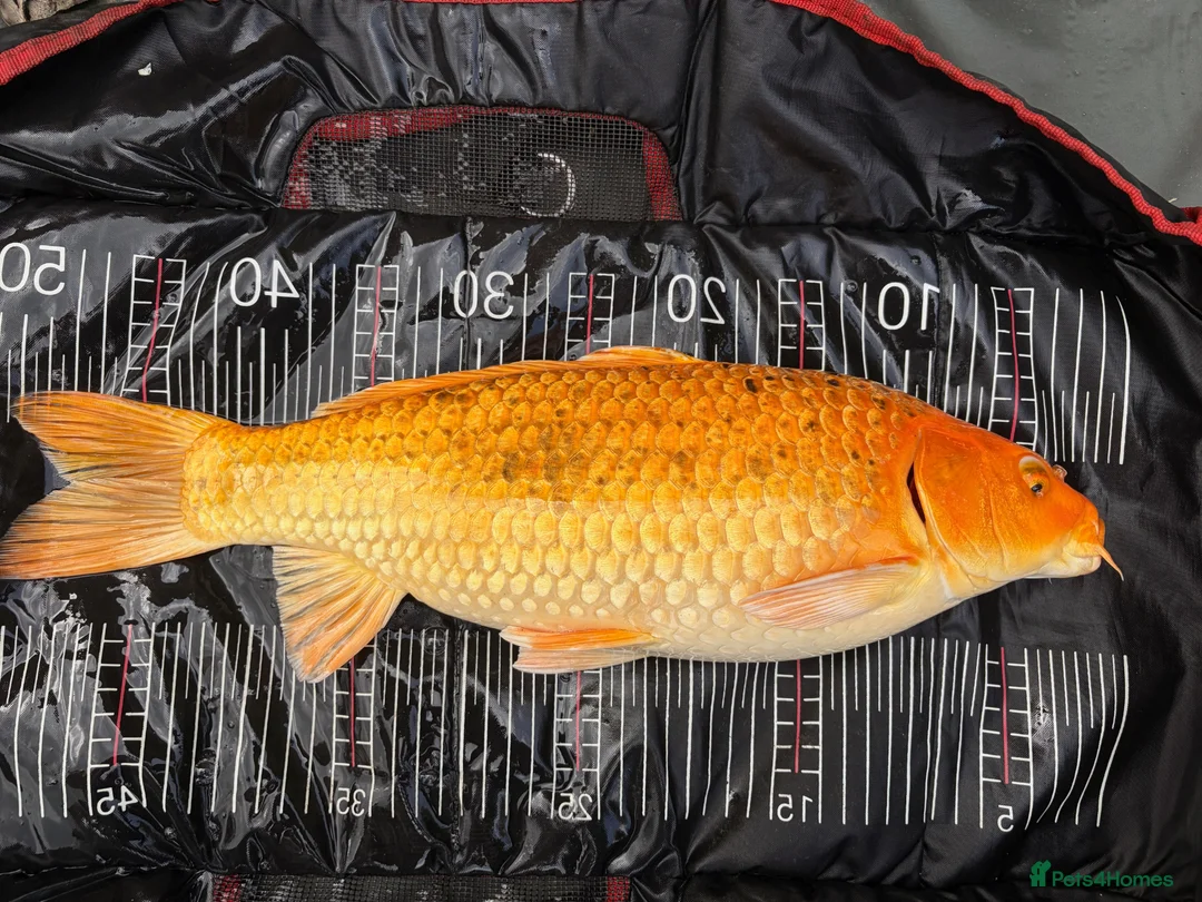 Koi Carp fish for sale: Stunning Koi Ogons (43cm–49cm) – Leigh-on-Sea in Leigh-on-Sea - Advert 2