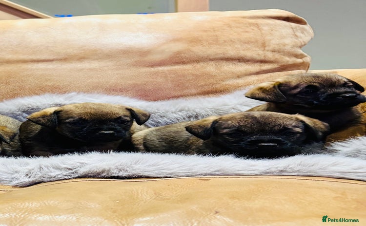 Border Terrier dogs - Advert 1