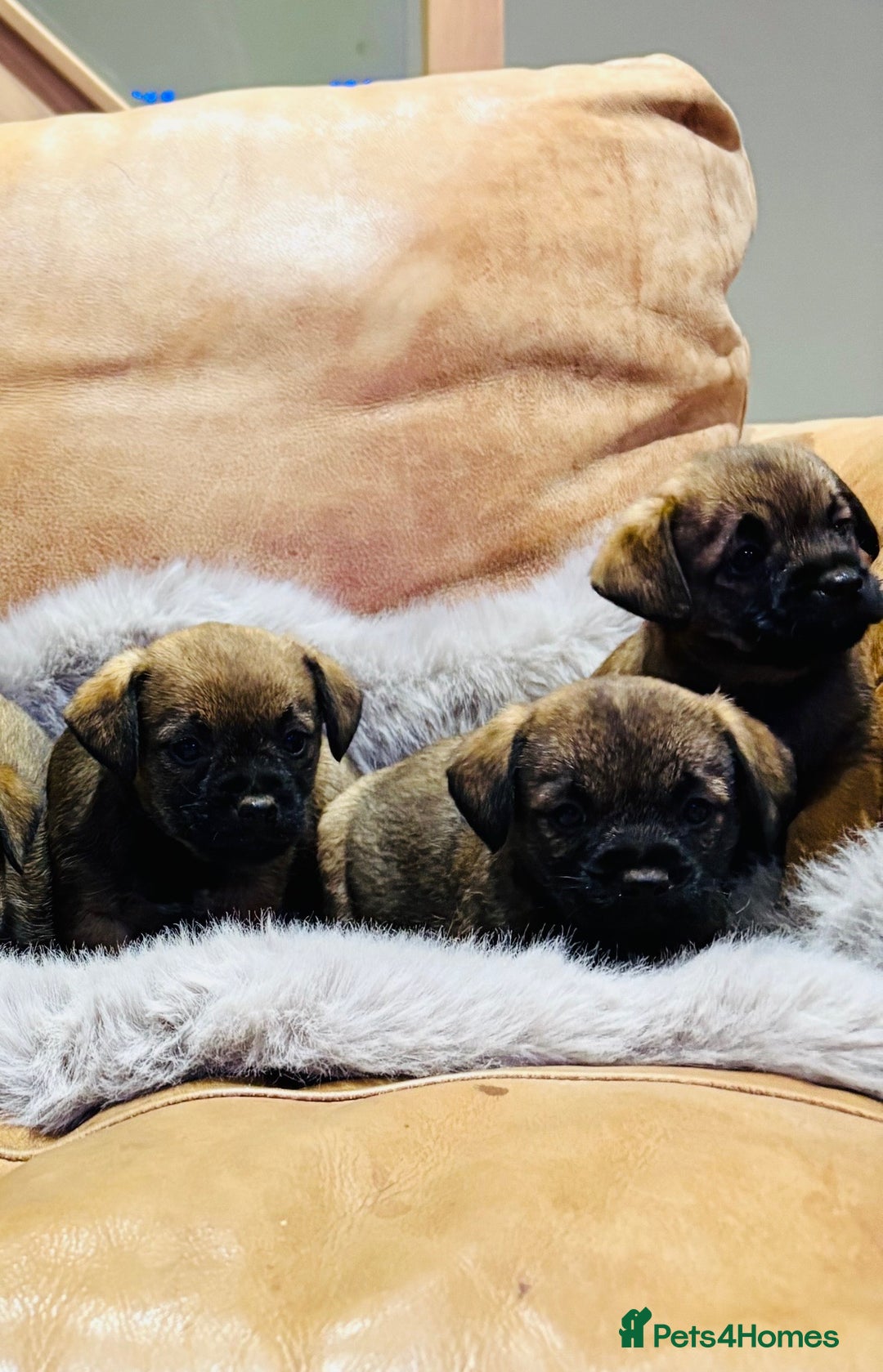 Border Terrier dogs for sale: KC REGISTERED BORDER TERRIER PUPS - Image 1