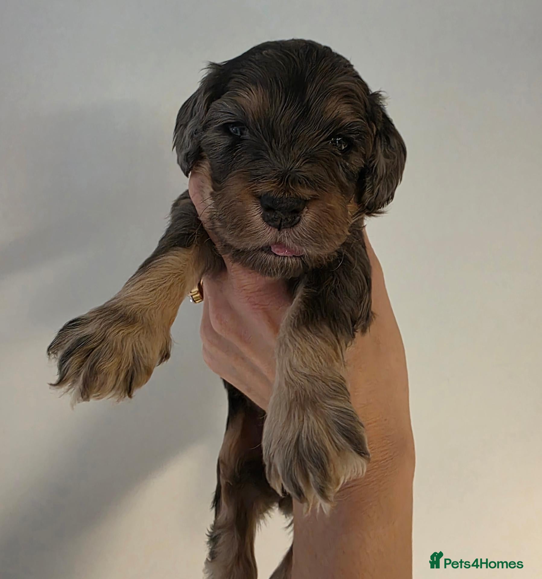 Cockapoo dogs Beautiful f1 cockapoo puppies - Advert 2