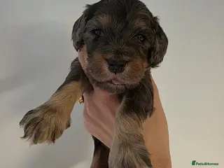 Cockapoo dogs Beautiful f1 cockapoo puppies - Advert 2