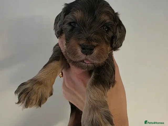 Cockapoo dogs Beautiful f1 cockapoo puppies - Advert 2