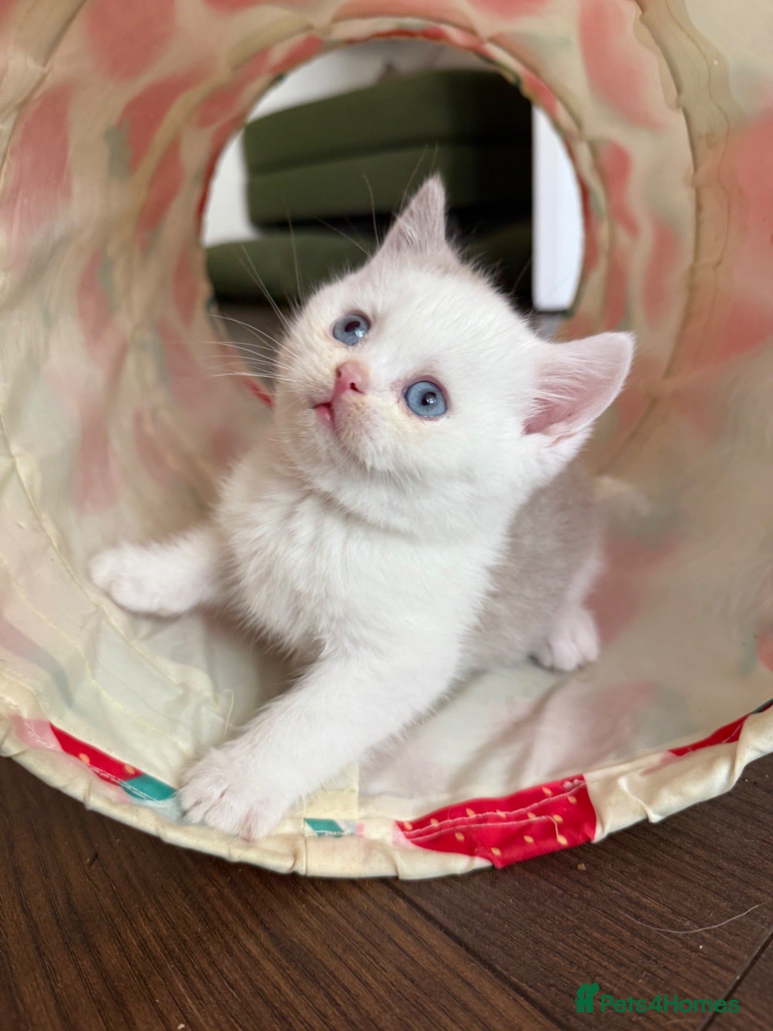 British Shorthair cats Rare dominant blue eye BSH kittens - Advert 14