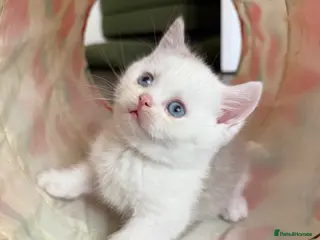 British Shorthair cats Rare dominant blue eye BSH kittens - Advert 14