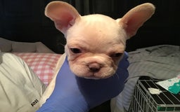 French Bulldog dogs for sale: French bulldog puppies  - Image 14