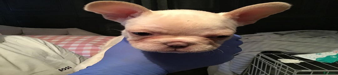 French Bulldog Puppy 5