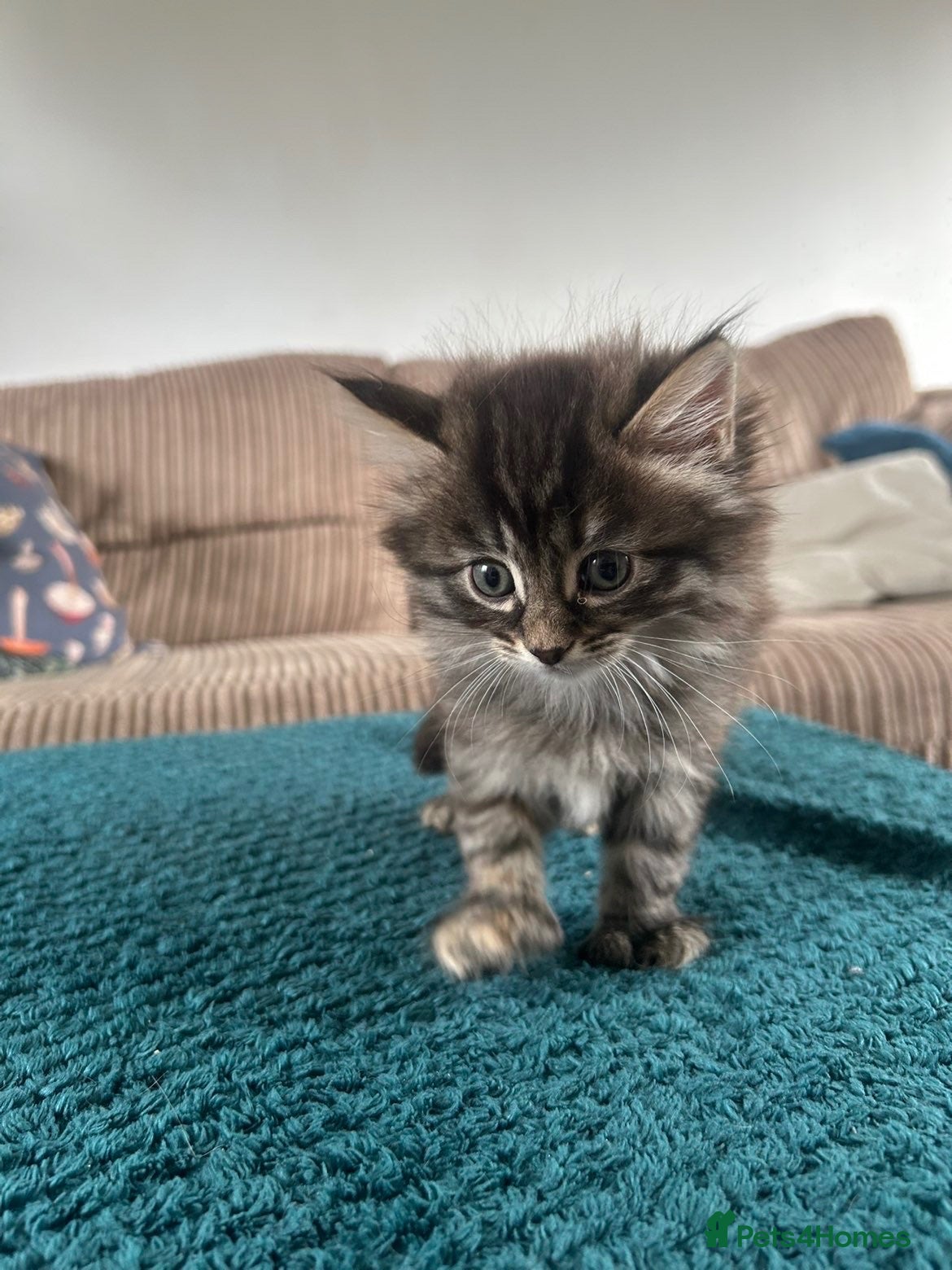 British Longhair cats 6 toed polydactyl female kitten - Advert 3