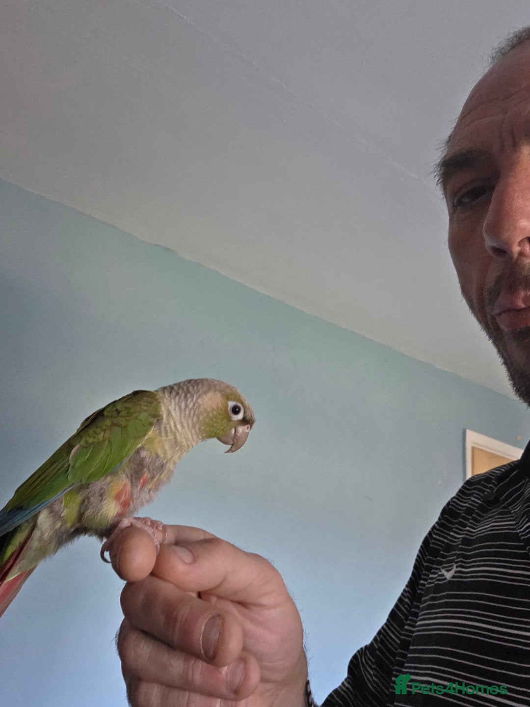 Conures birds for sale: Pair of pinapple conures with cage  - Advert 2