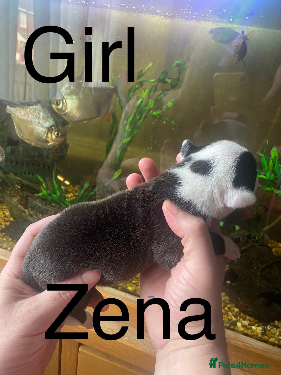 Staffordshire Bull Terrier dogs for sale: Beautiful litter of 10  - Advert 4