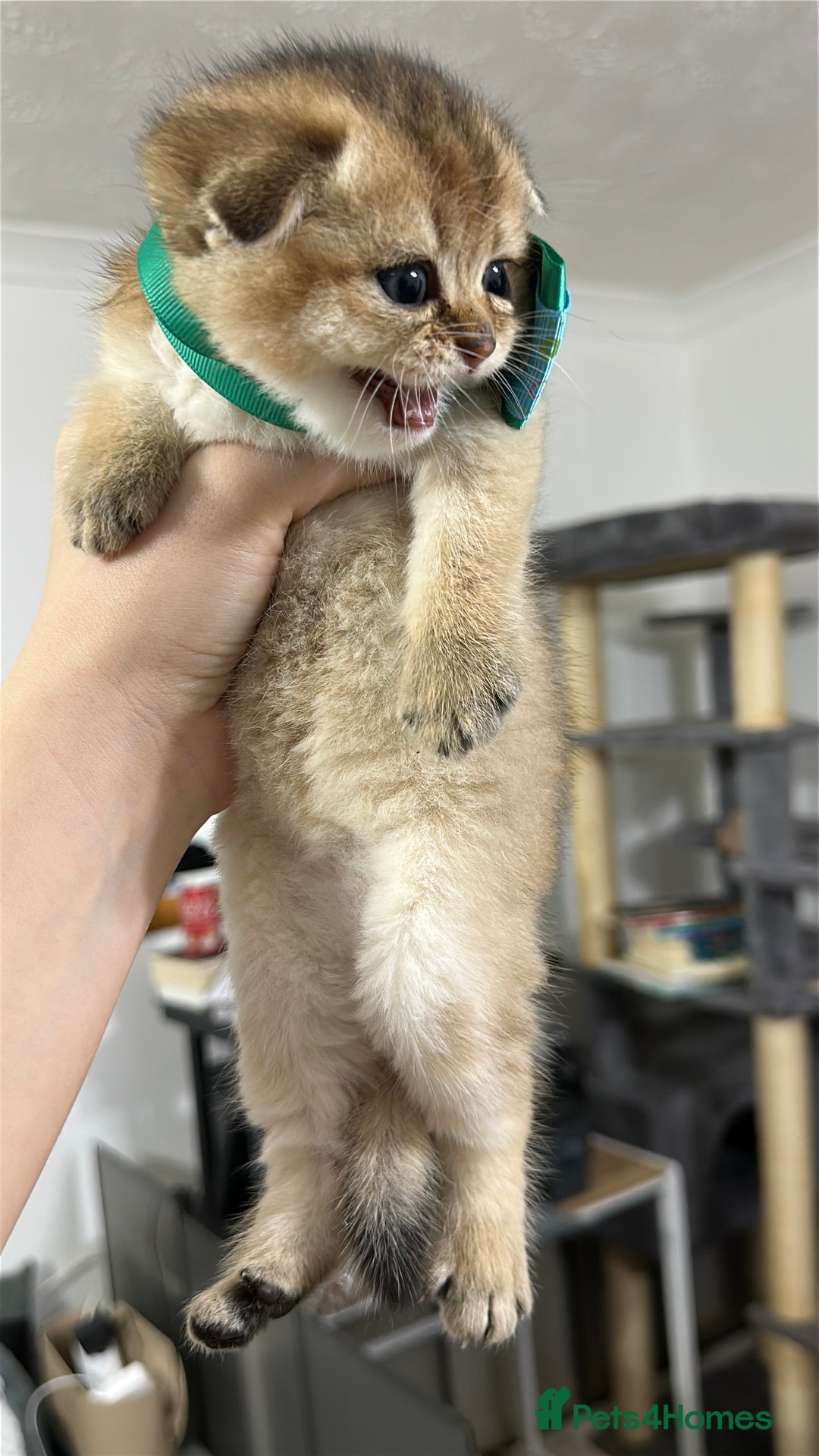 Scottish Fold cats for sale: Adorable Scottish Kittens – Raised with Love - Advert 8