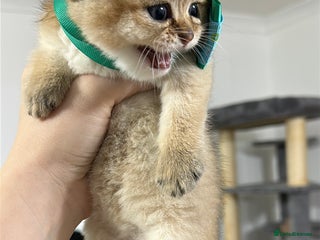 Scottish Fold cats Adorable Scottish Kittens – Raised with Love - Advert 5