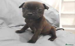 Staffordshire Bull Terrier dogs for sale: Blue Staffordshire Bull Terrier - Image 5