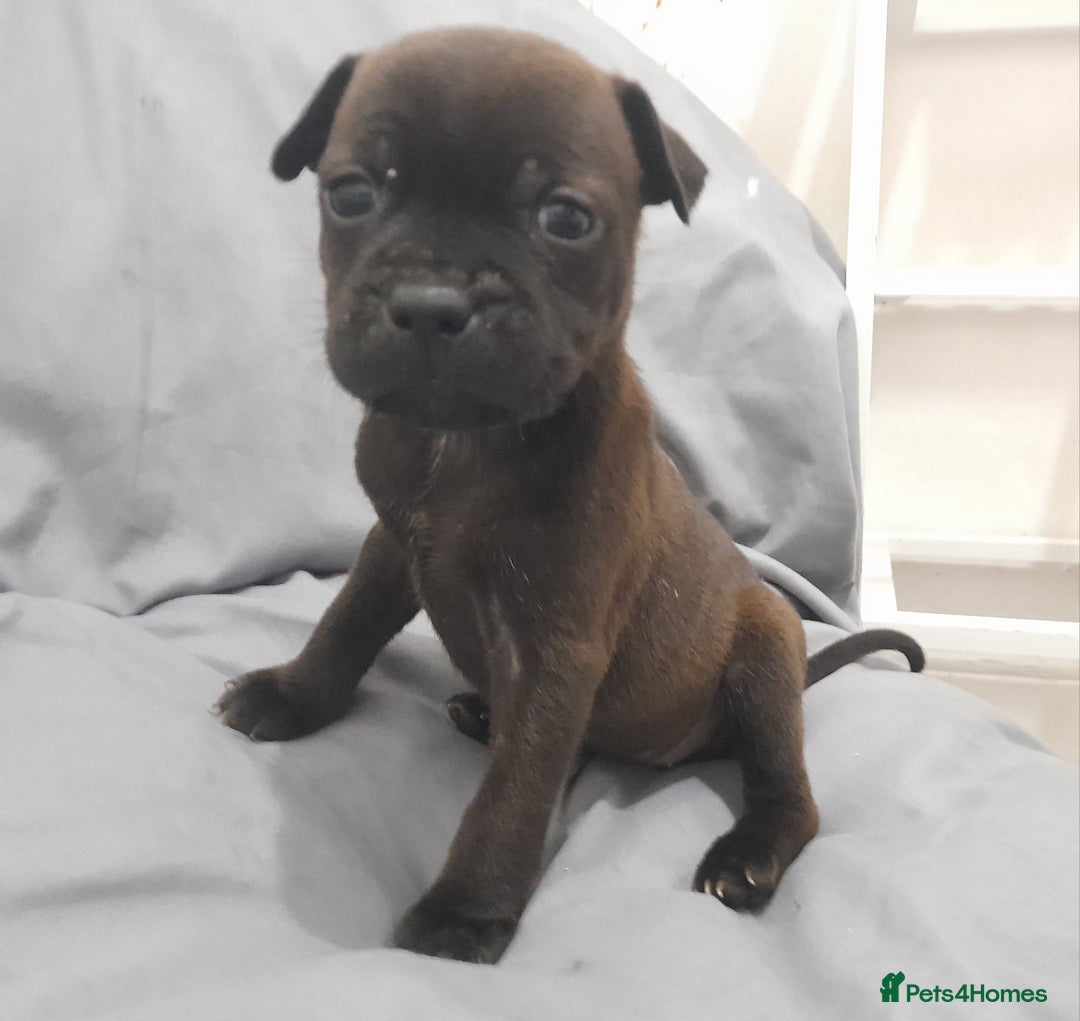 Staffordshire Bull Terrier dogs for sale: Blue Staffordshire Bull Terrier - Image 5