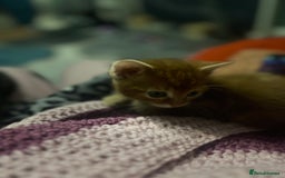 Domestic Shorthair cats for sale: Tabby kittens - Image 8