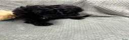 Cavapoo dogs for sale: Beautiful Cavapoo puppies - Advert 3