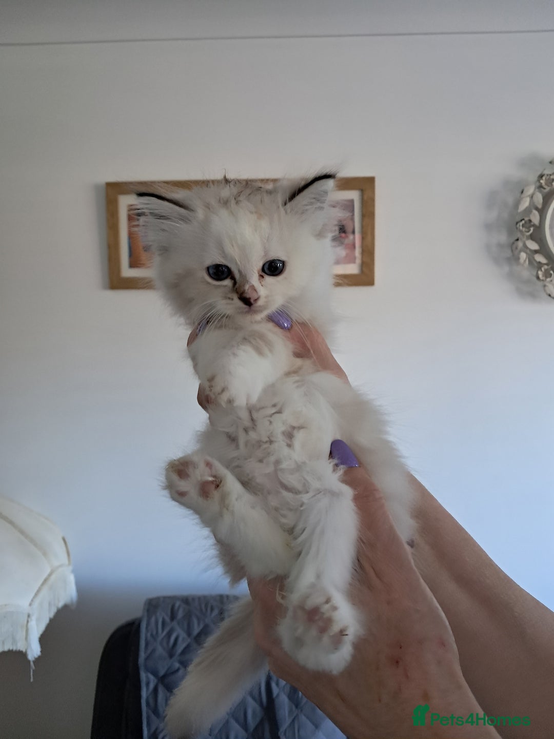 Ragdoll cats for sale:  2 female beautiful Ragdoll kittens left - Image 7