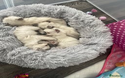 Ragdoll cats for sale: Blue colourpoint Ragdolls  - Image 3