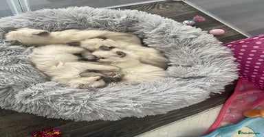 Ragdoll cats - Advert 10
