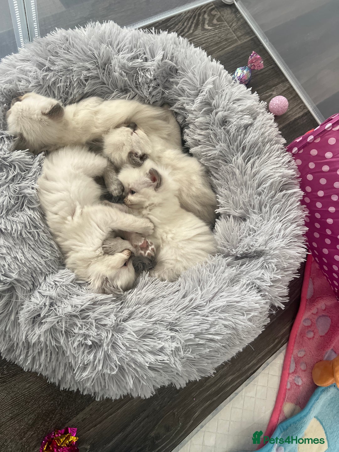 Ragdoll cats for sale: Blue colourpoint Ragdolls  - Image 3